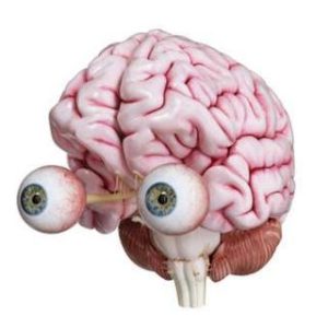 Мозг Ящер Инвест 🐙 Облигации, Акции, Цфа